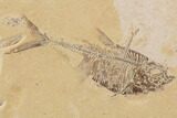Double Diplomystus Fossil Fish - Wyoming #91575-4